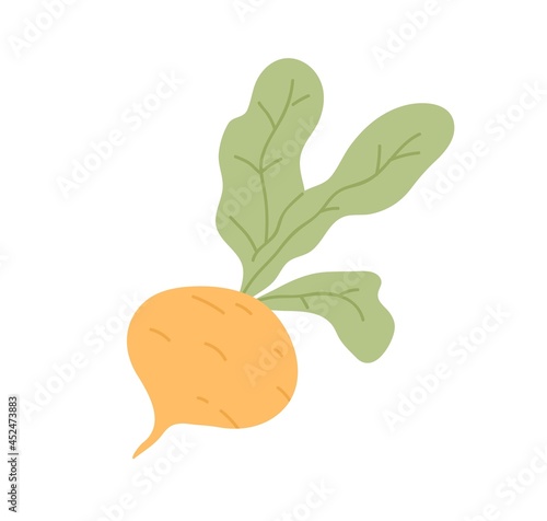 Fresh turnip with leaves. Icon of swede tuber with tops. Raw root vegetable. ...