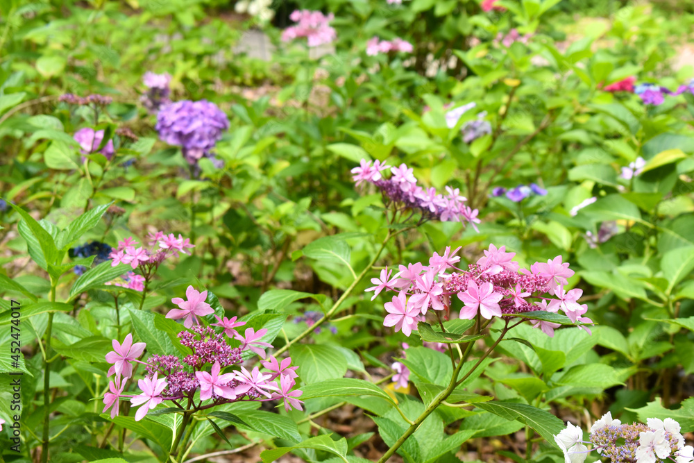 梅雨の茂み1 梅雨の茂み1