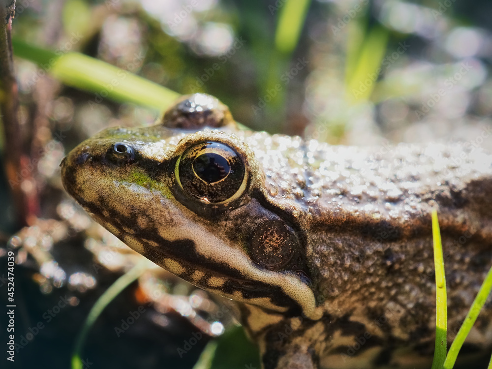 Obraz premium frog in the grass
