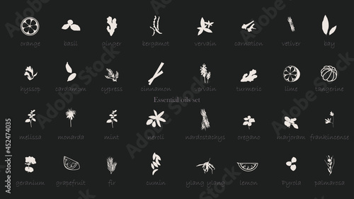 A large set of essential oil icons. Plants for aromatherapy. Oil icons for stores and magazines. The best herbs for aromatherapy. Set of medicinal plants. Vector collection for perfumes and cosmetic.