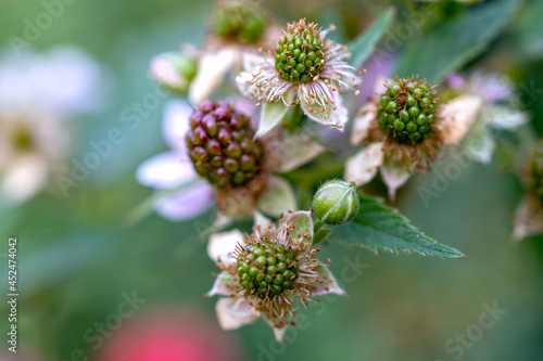 Natural food. Blackberries in the garden on a branch with green leaves on the farm. Close-up, blurred background. Flowers and unripe blackberries