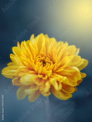 yellow chrysanthemum flower