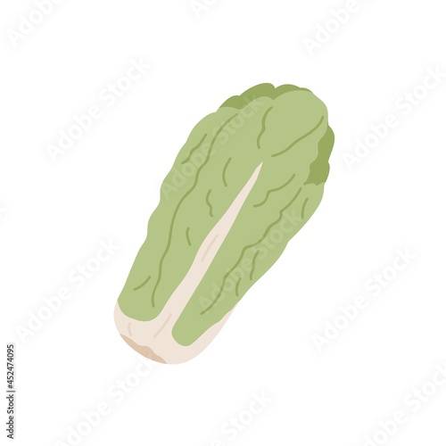 Long head of fresh Chinese or Napa cabbage. Leafy vegetable from China. Icon of raw whole veggie. Flat vector illustration of natural vegetarian food isolated on white background