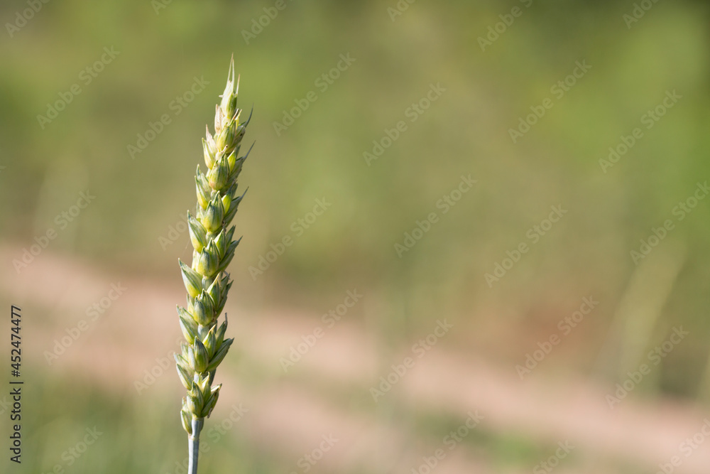 one ear of wheat on the background of a field. concept of growing bread, farm life, harvest