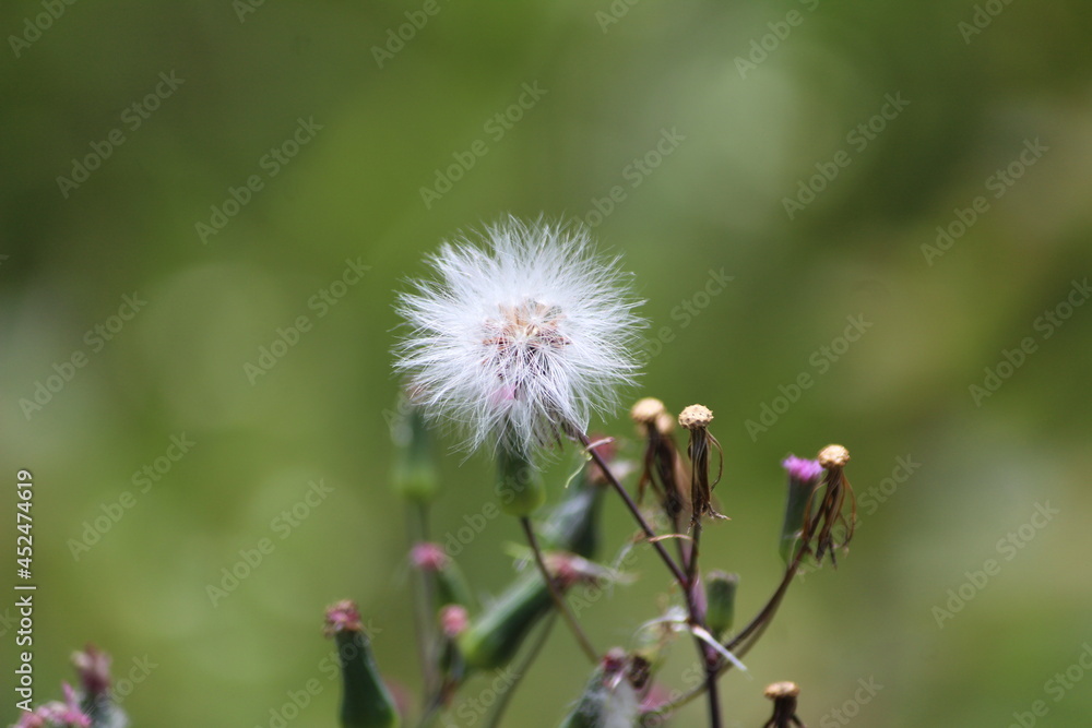 Dandelion like flower in the green meadows Dandelion like flower in the green meadows