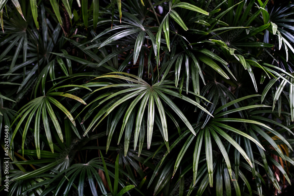 Tropical green palm leaves background Tropical green palm leaves background