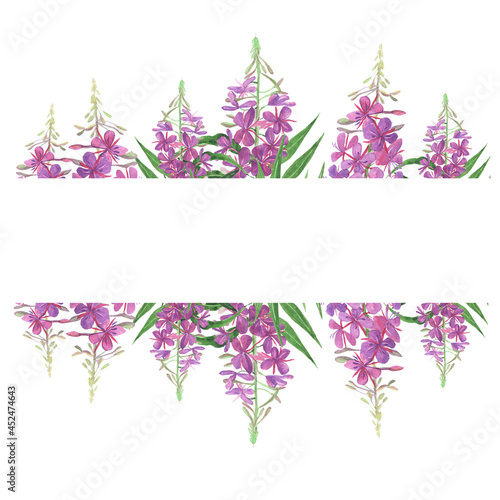 Willowherb banner isolated on white background. Watercolor hand drawing illustration. Fireweed for healthy tea. photo