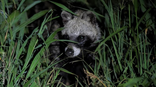 Cute african civet rummaging in tall grass in savanna at night. Pretty viverrid looking around for food, digging ground while spotted by tourists at safari. Concept of wildlife. photo