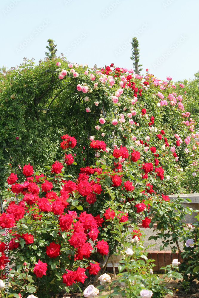満開の薔薇 満開の薔薇