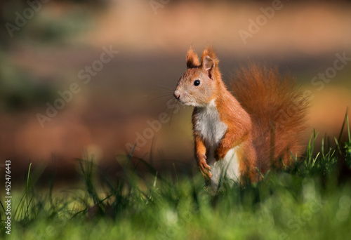 Wiewiórka na trawie  © Tomasz