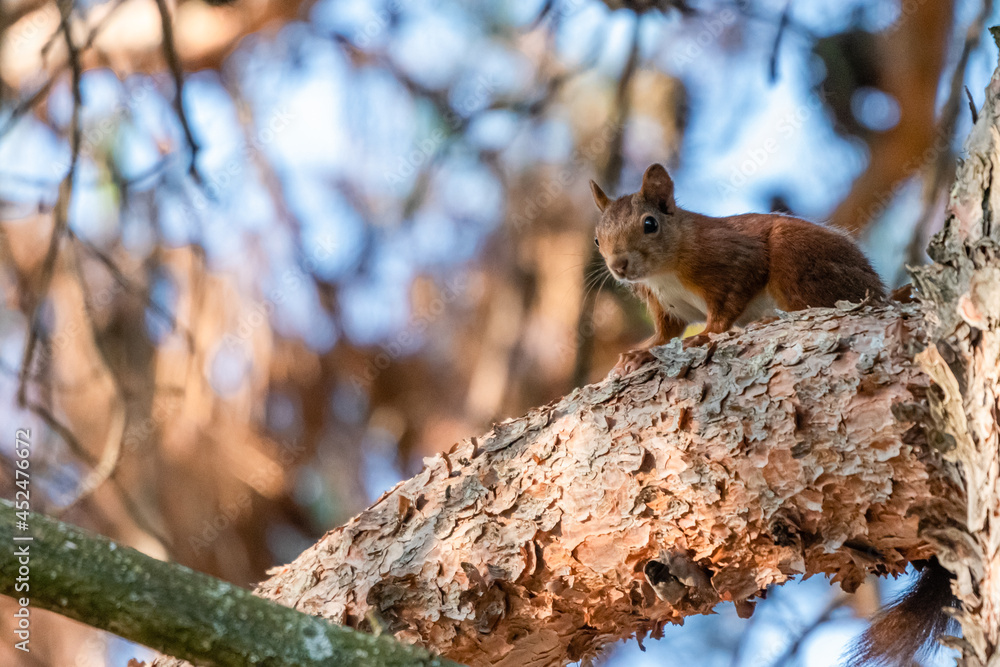 squirrel perched in a tree squirrel perched in a tree