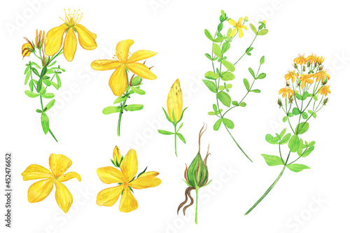 Fotografie Big set of St Johns wort plant elements isolated on white background
