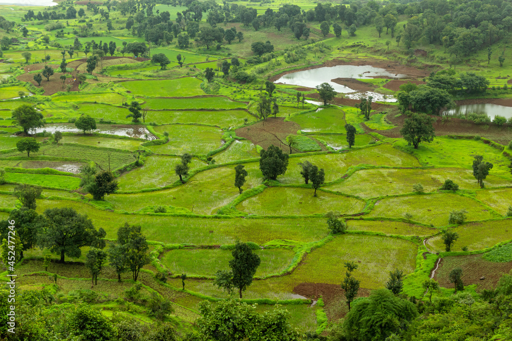 Rice paddy fields with crop, Tringalwadi, Nashik, Maharashtra, India.