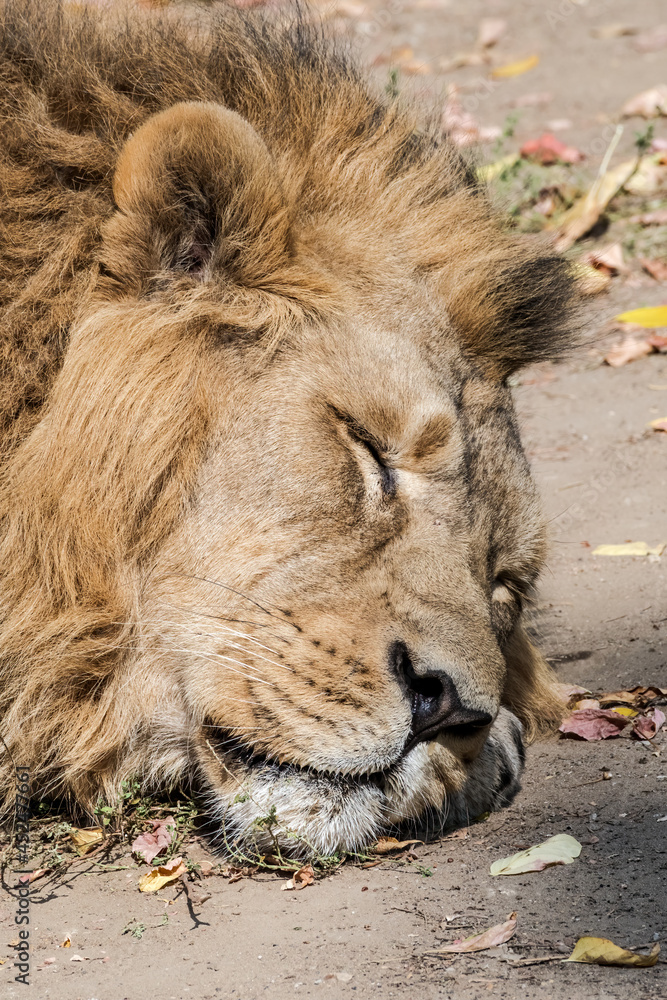 Fototapeta premium Male Asiatic Lion (Panthera leo persica)
