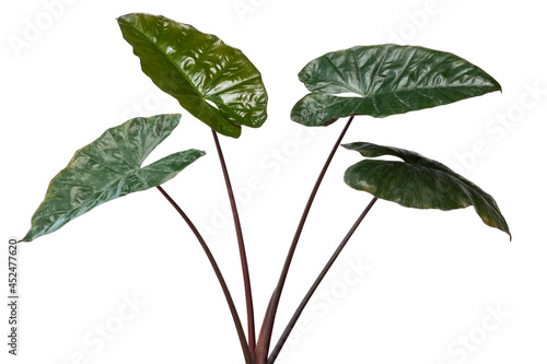 alocasia plant in pot on white background photo