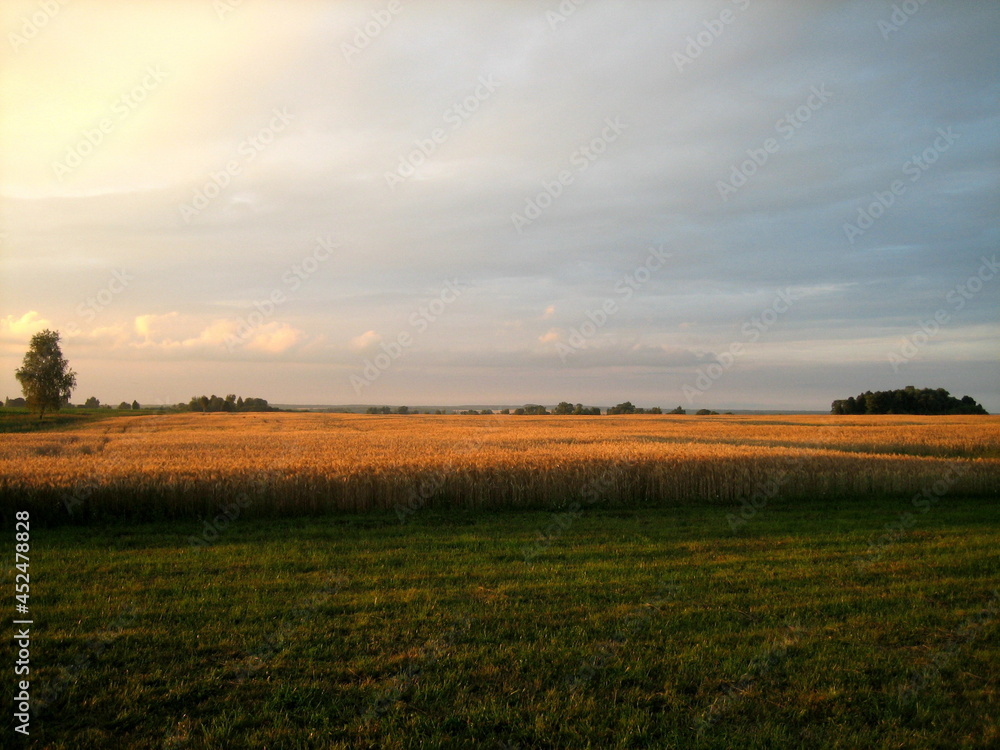 A flat field sown with cereals at sunset on a summer evening. In the distance, low trees are visible. The cloudy sky is flooded with the warm light of the setting sun.