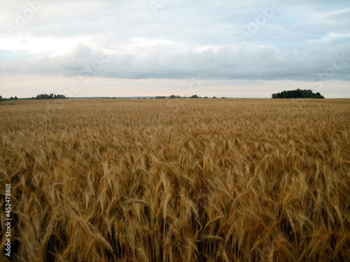 A flat field sown with cereals at sunset on a summer evening. In the distance, low trees are visible. The cloudy sky is flooded with the warm light of the setting sun.