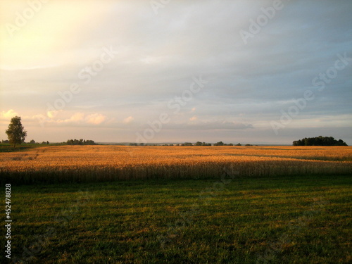A flat field sown with cereals at sunset on a summer evening. In the distance, low trees are visible. The cloudy sky is flooded with the warm light of the setting sun.