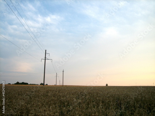 A flat field sown with cereals at sunset on a summer evening. In the distance, low trees are visible. The cloudy sky is flooded with the warm light of the setting sun.