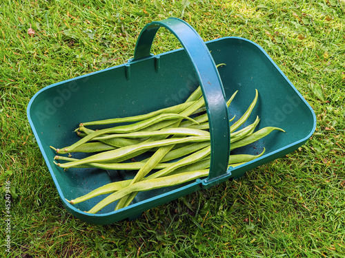 Runner beans in a plastic garden trug on a grass lawn photo