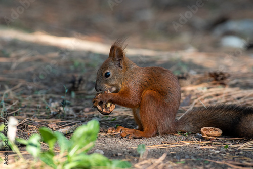 Red squirrel in grass, Sciurus vulgaris in spring, sumer scene © airunreal