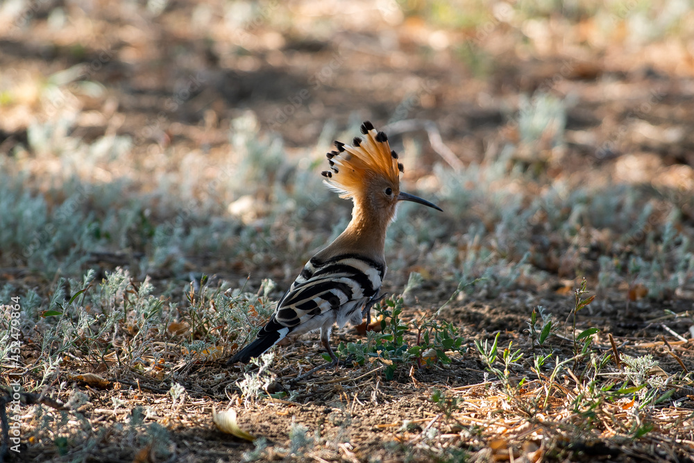 A hoopoe walks through a clearing in search of tasty larvae. Upupa epops sit on ground
Spotted flycatcher sit on branch Volgograd region, Russia. A hoopoe walks through a clearing in search of tasty larvae. Upupa epops sit on ground
Spotted flycatcher sit on branch Volgograd region, Russia.