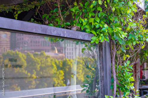 fence with plants