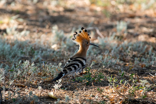 A hoopoe walks through a clearing in search of tasty larvae. Upupa epops sit on ground
Spotted flycatcher sit on branch Volgograd region, Russia.