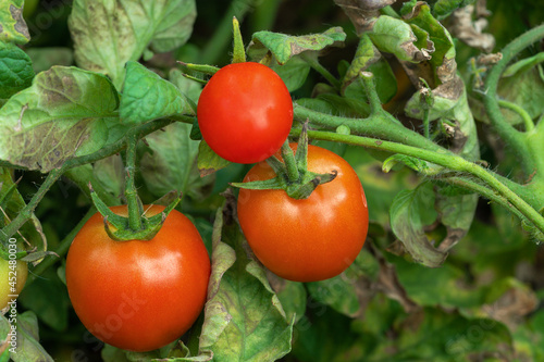 Ripening Tomatoes on a branch in vegetable bed in garden.