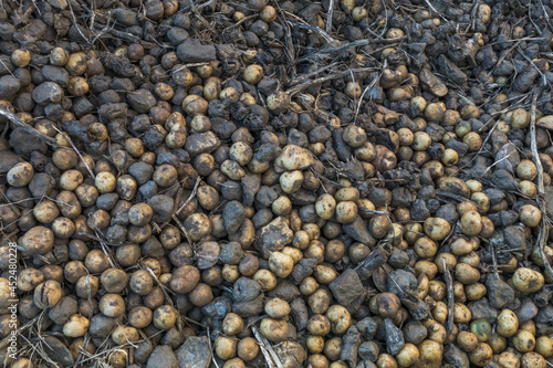 Billede på lærred Closeup of the old rotting potatoes mixed with rocks on the farm field