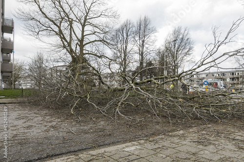 Φωτογραφία Big fallen dry tree blocking the road after a heavy storm