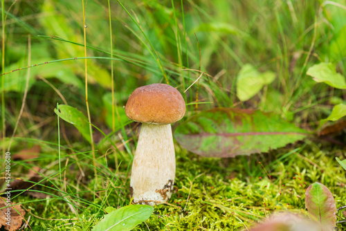 Beautiful boletus mushroom in green grass.