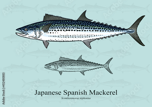 Japanese Spanish Mackerel. Vector illustration with refined details and optimized stroke that allows the image to be used in small sizes (in packaging design, decoration, educational graphics, etc.)