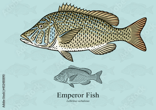 Emperor fish. Vector illustration with refined details and optimized stroke that allows the image to be used in small sizes (in packaging design, decoration, educational graphics, etc.)
