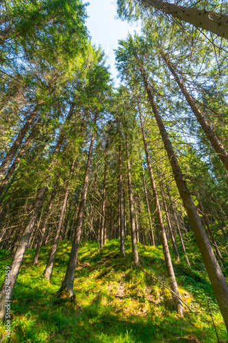 A magical pine tree forest during the day with moss and grass.
