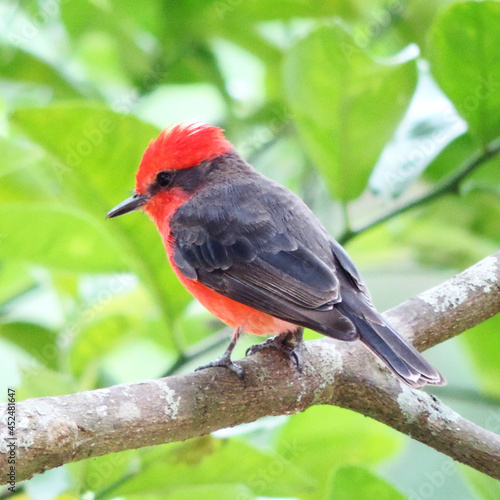 male cardinal on a branch