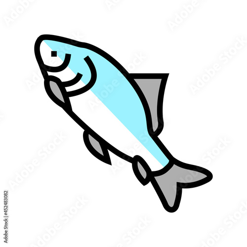 catla catla fish color icon vector. catla catla fish sign. isolated symbol illustration