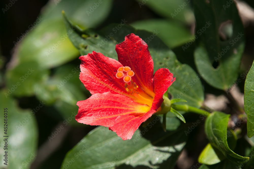 Sydney Australia, red flower of a hibiscus boryanus native to Mascarene Islands Sydney Australia, red flower of a hibiscus boryanus native to Mascarene Islands