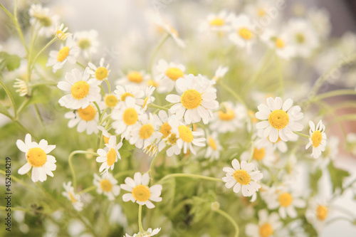 Bunch of fresh beautiful summer daisies that can be used as background
