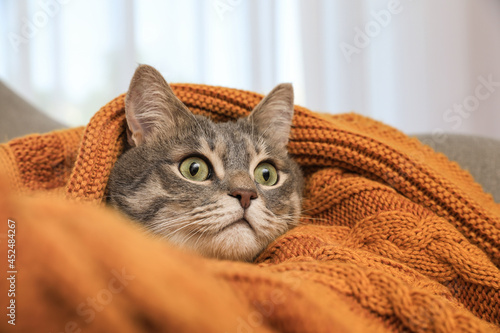 Beautiful grey tabby cat wrapped in warm blanket at home, closeup. Cute pet