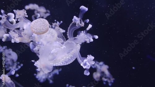 Beautiful blurred jellyfish 4K video footage, blur abstract background, marine video clip, sea nature beautiful creature