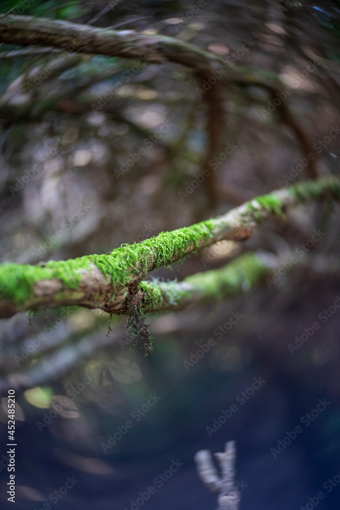 Moss on the branches, close-up. Shallow depth of field. Swirling bokeh. Center focus.