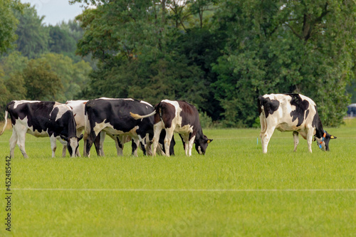 A group of black and white Dutch cow standing and nibbling fresh grass on green meadow, Typical polder landscape in Holland, Open farm with dairy cattle on the field in countryside farm, Netherlands. © Sarawut