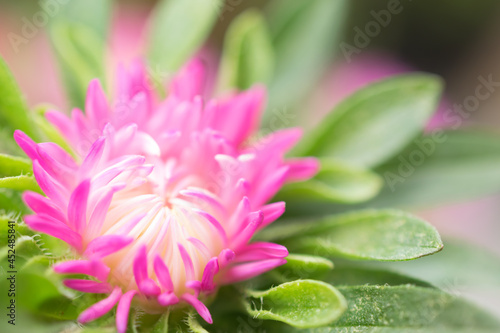 Outdoor small pink cute chrysanthemum flowers