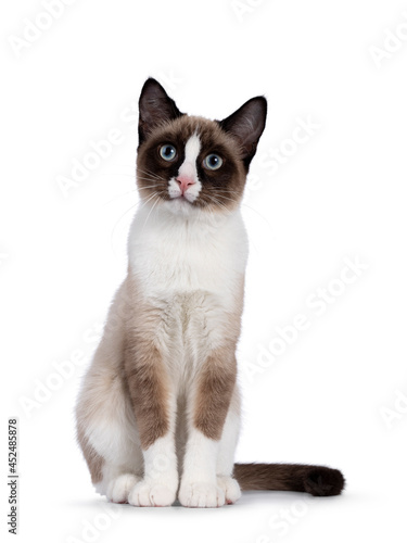 Adorable young Snowshoe cat kitten, sitting up front view. Looking towards camera with the typical blue eyes. Isolated on a white background.