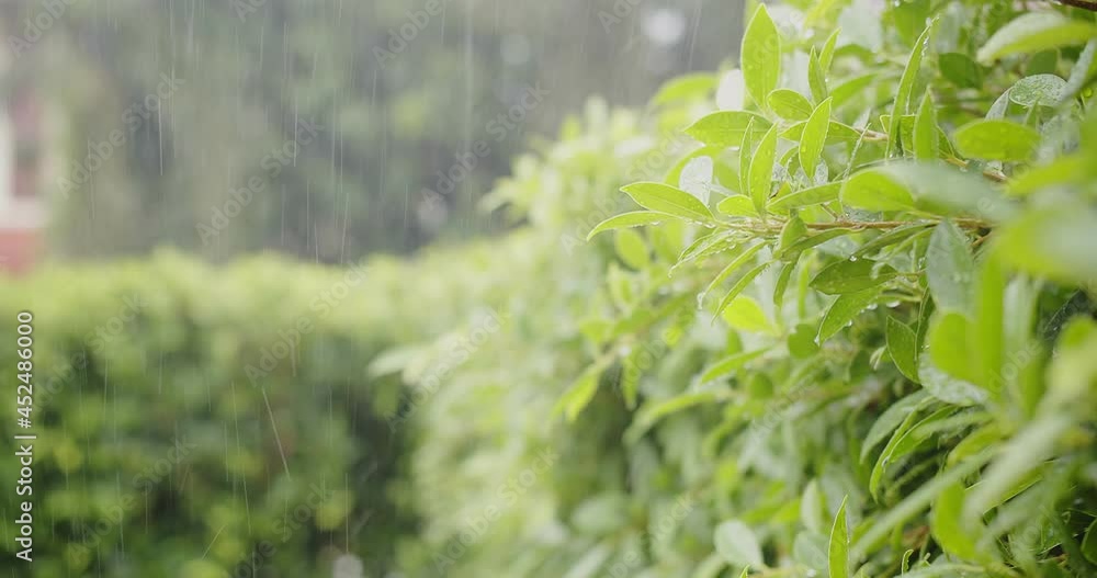 Water rain Drops onto green leaves plant, Raining day in tropical forest, Green nature eco concept Water rain Drops onto green leaves plant, Raining day in tropical forest, Green nature eco concept