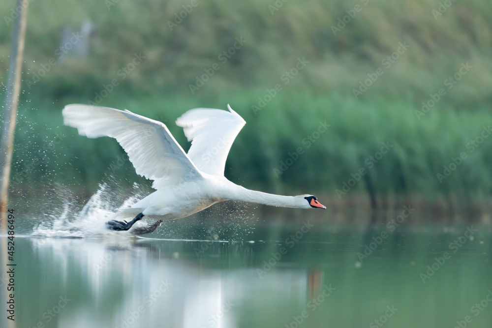 Fototapeta premium Labedz niemy Cygnus olor