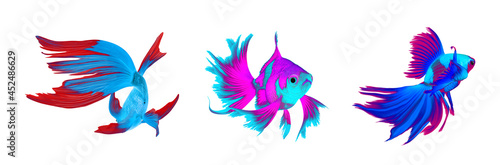 Beautiful colorful betta fish on white background, collage. Banner design