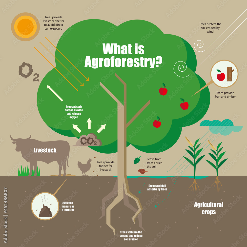 Infographic of the concept of Agroforestry system Stock Vector | Adobe ...