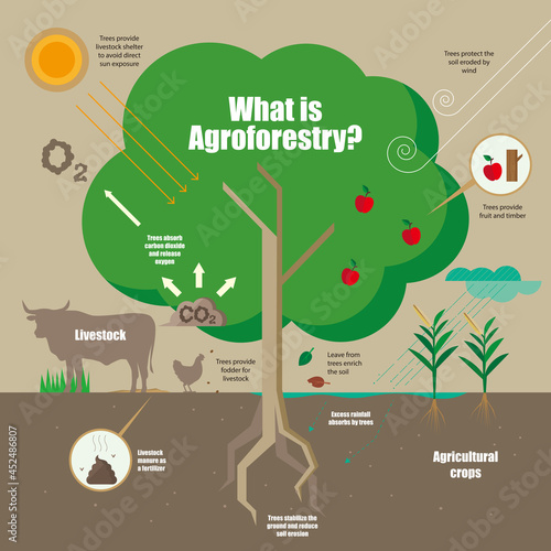 Infographic of the concept of Agroforestry system photo